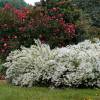 Deutzia, slender