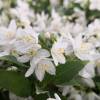 Deutzia, slender