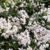 Deutzia, slender