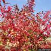 Spindle Tree, European