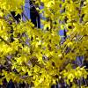 Forsythia, border