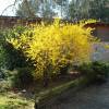 Forsythia, border