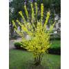 Forsythia, border