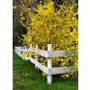 Forsythia, border