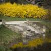 Forsythia, border