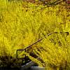 Forsythia, border