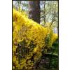 Forsythia, border