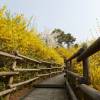 Forsythia, border