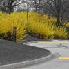 Forsythia, border