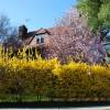 Forsythia, border