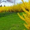 Forsythia, border