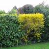 Forsythia, border