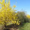 Forsythia, border