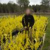 Forsythia, border