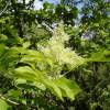 Ash, flowering