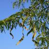 Thornless Honeylocust