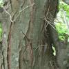 Thornless Honeylocust