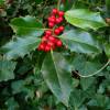 Holly, common