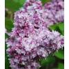 Lilac, common mauve
