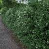 Privet, common
