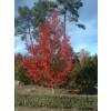 Sweetgum