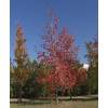 Sweetgum