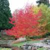 Sweetgum