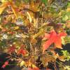 Sweetgum