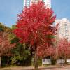 Sweetgum