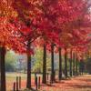 Sweetgum
