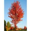 Sweetgum