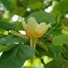 Tulip tree