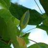 Tulip tree