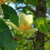 Tulip tree