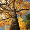 Tulip tree