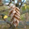 Hornbeam, Hop