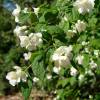 Mock Orange, virginal