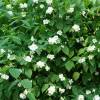 Mock Orange, virginal