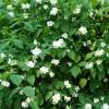 Mock Orange, virginal