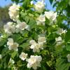 Mock Orange, virginal