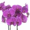 Orchid, Phalaenopsis Mauve, Phalaenopsis