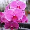 Orchid, Phalaenopsis Mauve, Phalaenopsis