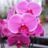 Orchid, Phalaenopsis Mauve, Phalaenopsis