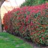 Photinia x fraseri 'Red Robin'