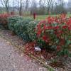 Photinia x fraseri 'Red Robin'