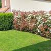 Photinia x fraseri 'Red Robin'