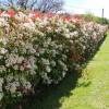 Photinia x fraseri 'Red Robin'