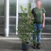 Photinia x fraseri 'Red Robin'