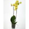 Orchid, Phalaenopsis Yellow, Phalaenopsis