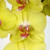 Orchid, Phalaenopsis Yellow, Phalaenopsis